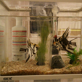 魚達の戦いの画像