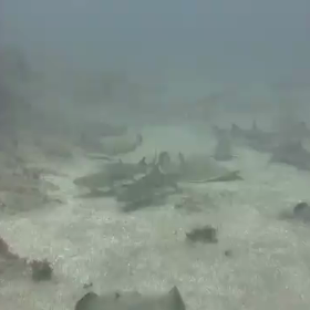 久々にの画像