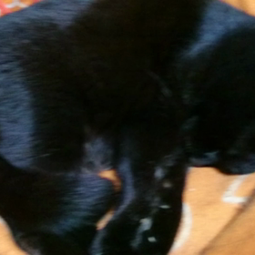 ねこのいびきの画像