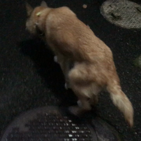 歩き方がよくなってきた！の画像