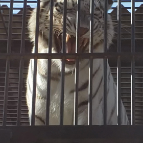 超久しぶりの動物園の画像