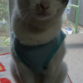 お手する猫のおねだり方法の画像