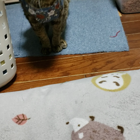 今日はバイキングの日の画像