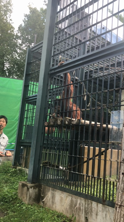 北海道旅行 動物編①の記事動画