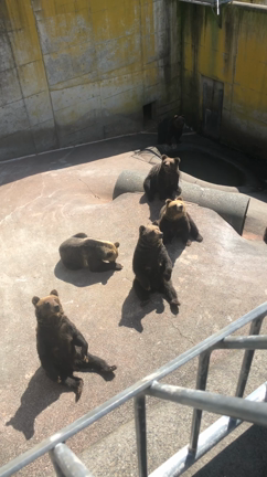 北海道旅行 動物編②の記事動画