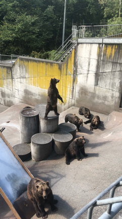 北海道旅行 動物編②の記事動画