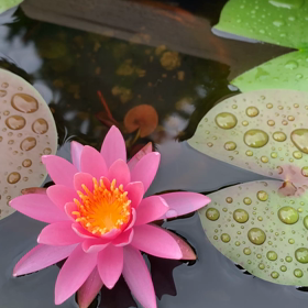 睡蓮花の画像