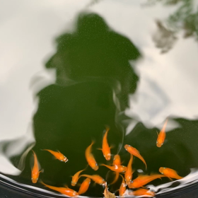 給餌の画像