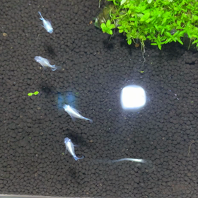 ヤバっの画像