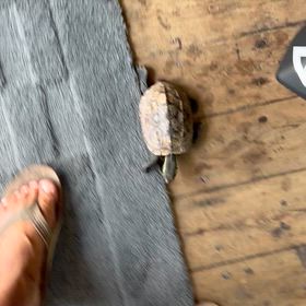 SPROUTの看板亀　逃げ太郎の画像