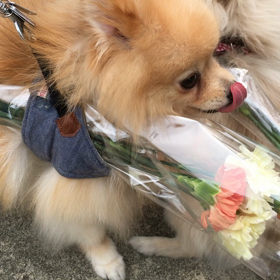 母の日のことの画像