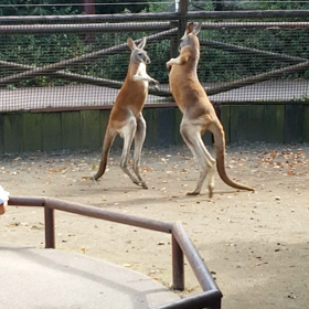 赤カンガルーの画像