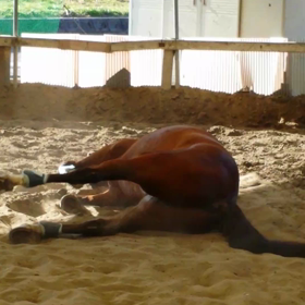 ゴロンゴロン　ビーマイボーイの画像