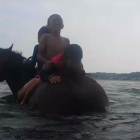 海馬　動画　バク転の画像