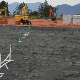 広い馬場で…の画像