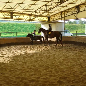 お馬の親子の画像