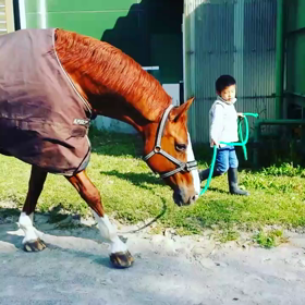 カリッシュのひきうまの画像