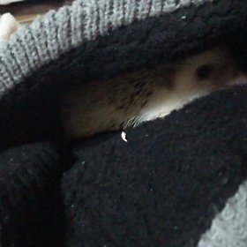   ♯今日のこすずさん♪♯の画像