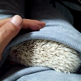 ♯(￣ｑ￣)ｚｚｚ♯の画像