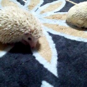♯今日のこすず&こはく♯の画像