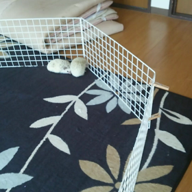 ♯ハリネズミ こすず こはく  おいかけっこ♯の画像