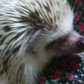 ＃カメラ目線こすたん♪＃の画像