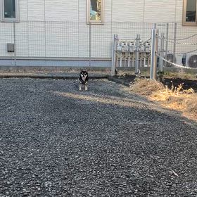 春だから？の画像