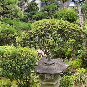 初蝉だの画像