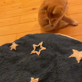 子犬「まる」のワルツの画像