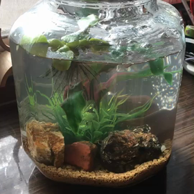 メダカさんたちの画像