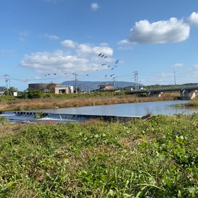 川にいた鳥の画像