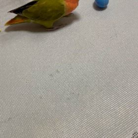 朝一番のありがとうの画像