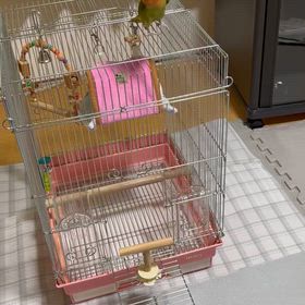 飼い主とコザクラインコ の夜更かしの画像
