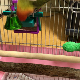 1日1食の画像