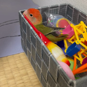 マヤ暦　アドバイザー研修会の画像