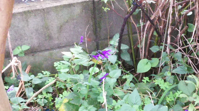 歩行器を卒業の記事動画