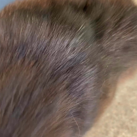 にゃおの画像