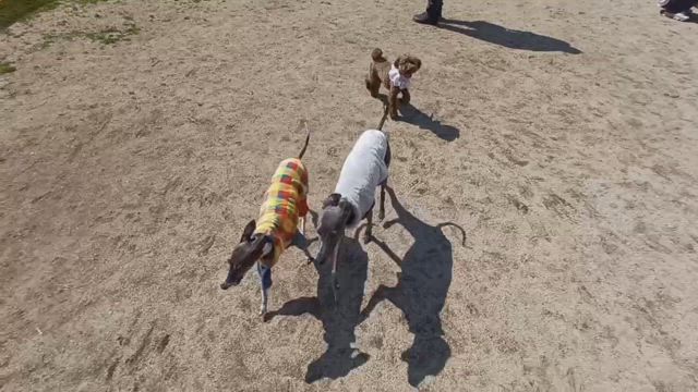 エルスとルーク　ドッグラン　帰って即寝の記事動画