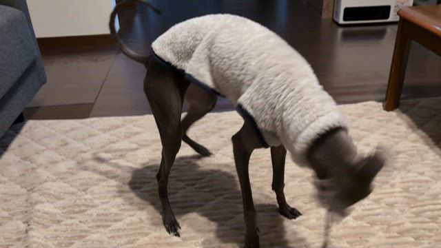 エルスとルーク　新しいおもちゃの記事動画