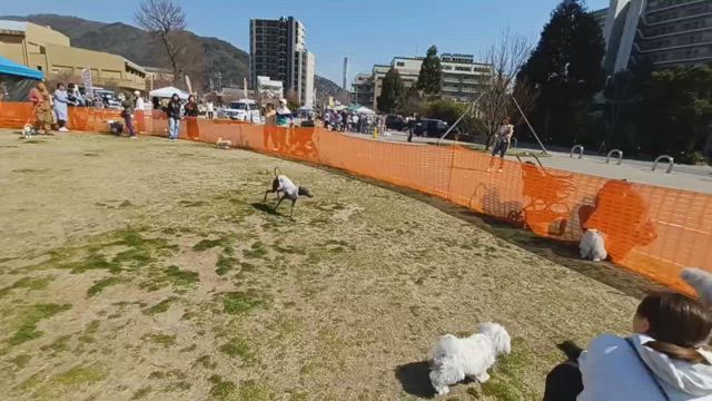 エルスとルーク　ドッグラン　帰って即寝の記事動画