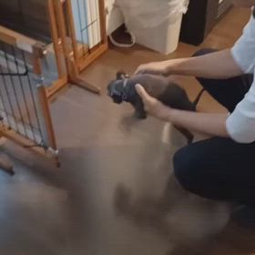 ルークの食欲　待ち切れないの画像