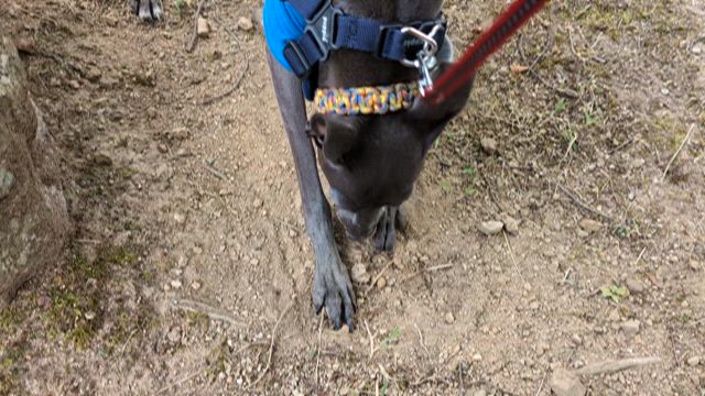 エルスとルーク　一庫公園で散歩　穴掘りの記事動画