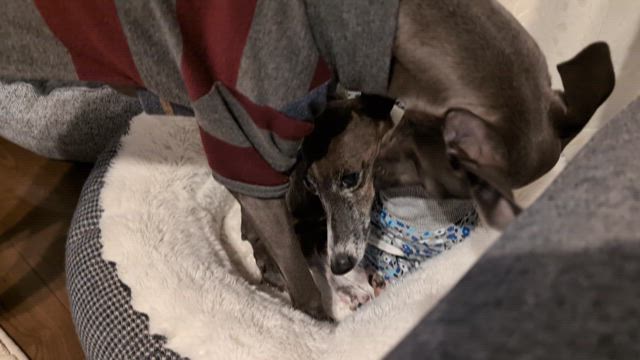 エルスとルーク　エルスが膵炎に　ルークに舐め回されるの記事動画