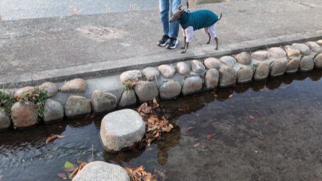 エルスとルーク　ルーク川を簡単に渡れるようにの記事動画