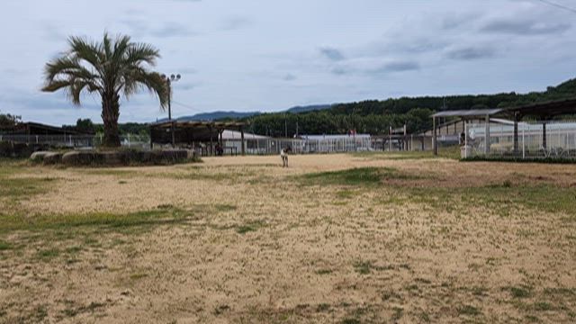 エルスとルーク　ドッグランの記事動画