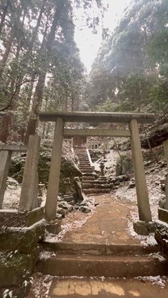 臨床研究78回目　ハーパー67回目　今年も宜しくにゃの記事動画