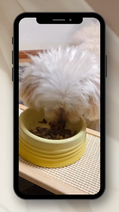 森家のわんちゃんメニュー紹介の記事動画