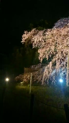 般若院のしだれ桜の記事動画