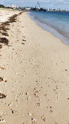 沖縄の朝の海で遊んでますの記事動画