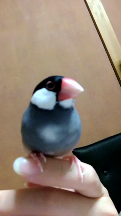 日記的なの記事動画